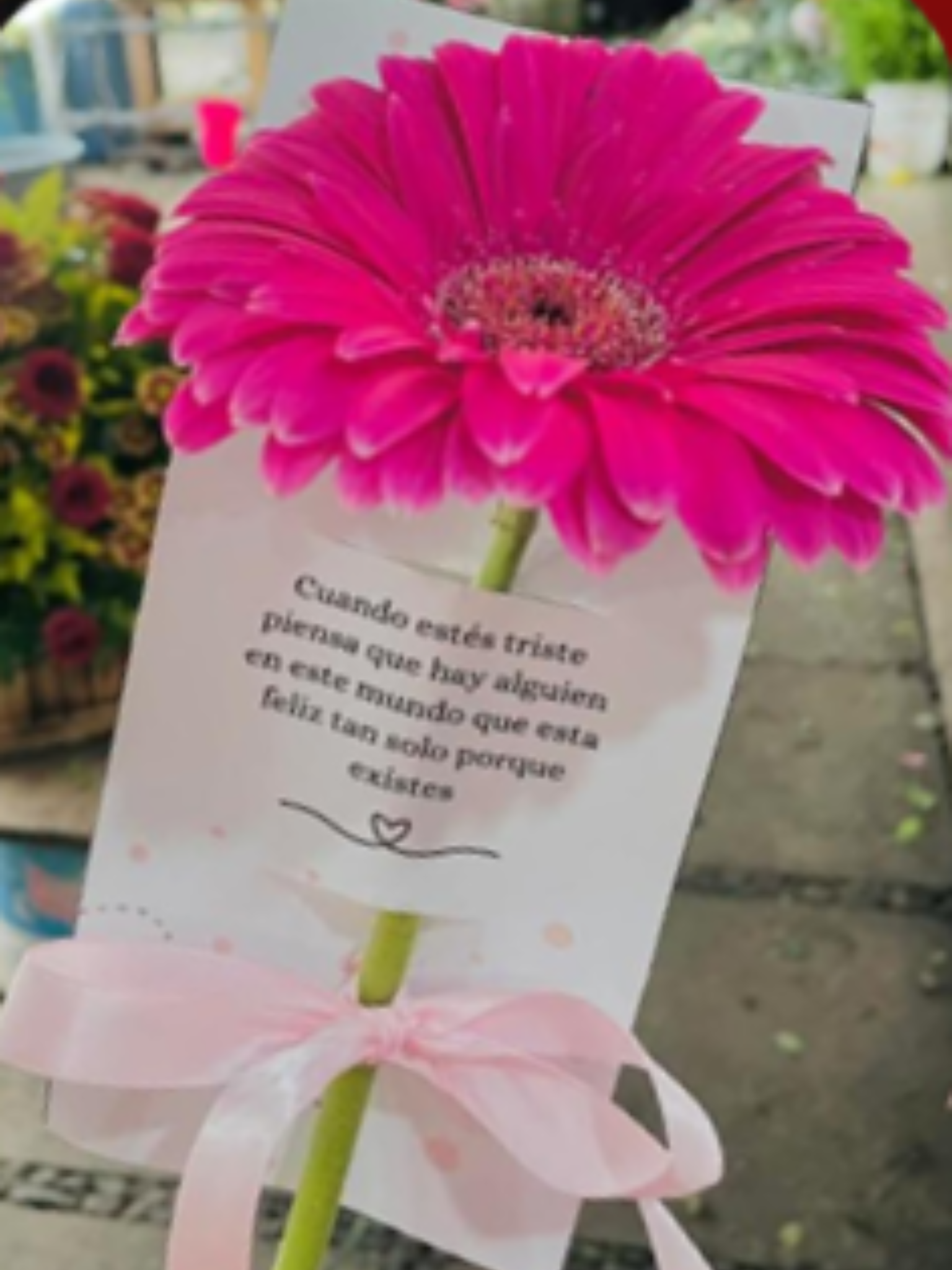 Gerbera mensaje